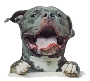 Tank, the American Bully behind Tank's Tasty Treats