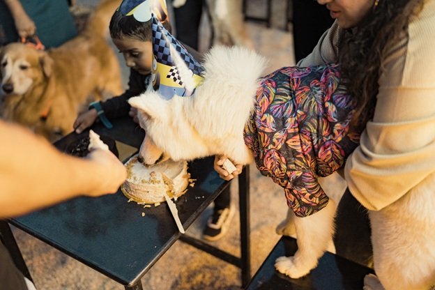 Snow enjoying a birthday cake