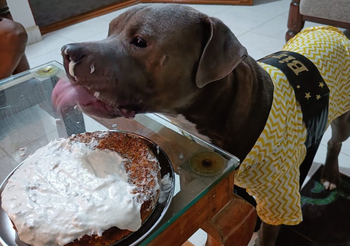 Tank enjoying his birthday cake
