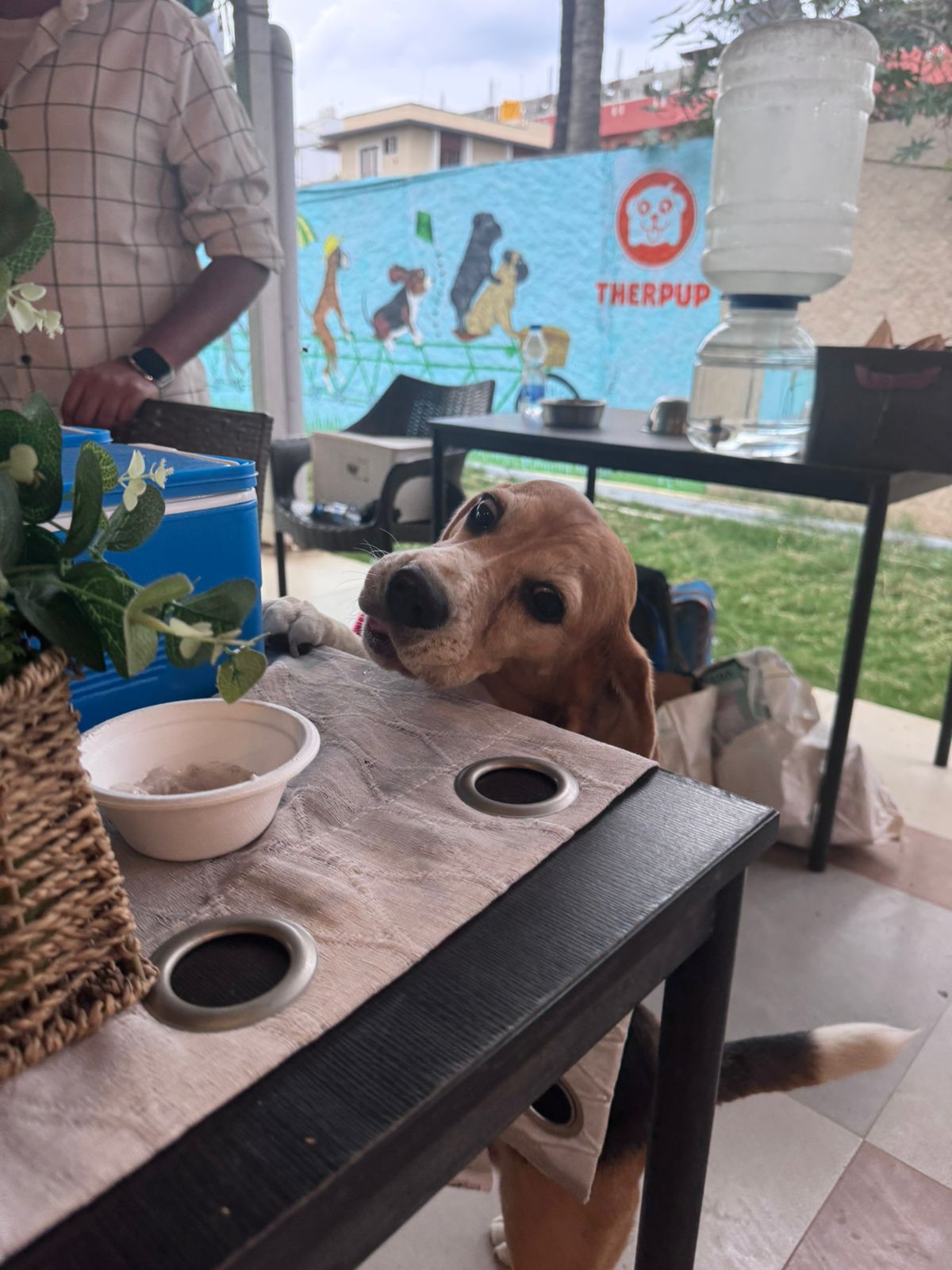 A beagle sneaking in for an extra treat at the stall