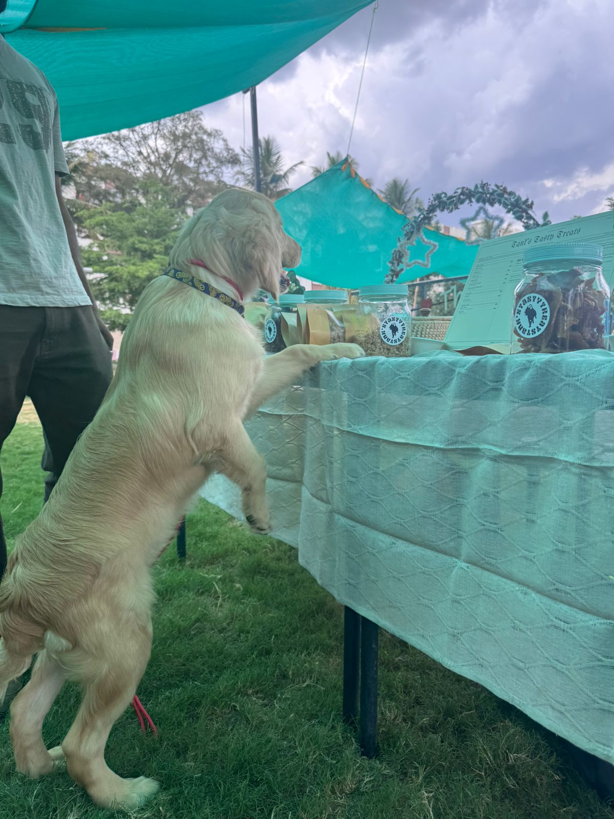 A golden retriever pup browsing the treat selection at the stall