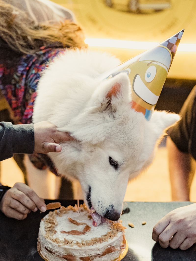 A customer's dog celebrating a birthday with a custom treat cake
