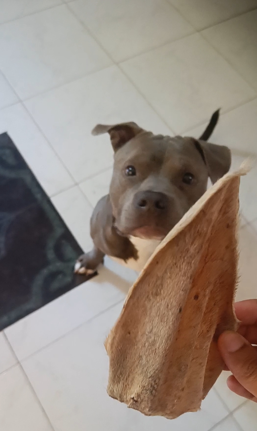 Tank patiently waiting for his favorite treat